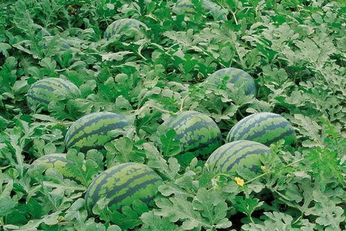 呼市大学免费吃瓜的群,夏日清凉福利大放送!” 第1张 呼市大学免费吃瓜的群,夏日清凉福利大放送!” 第1张